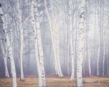 Stand of White Birch Trees in Early Spring
